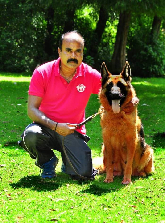 DogsIndia.com - German Shepherd Dog (GSD) - Siva, Ooty