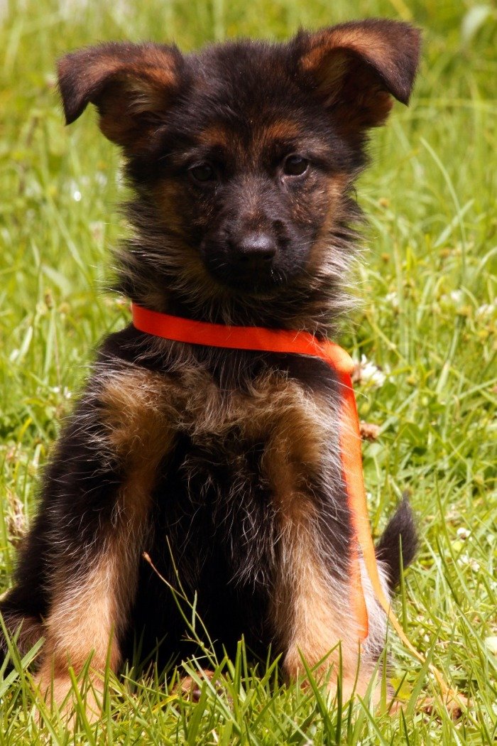 DogsIndia.com - German Shepherd Dog (GSD) - Siva, Ooty