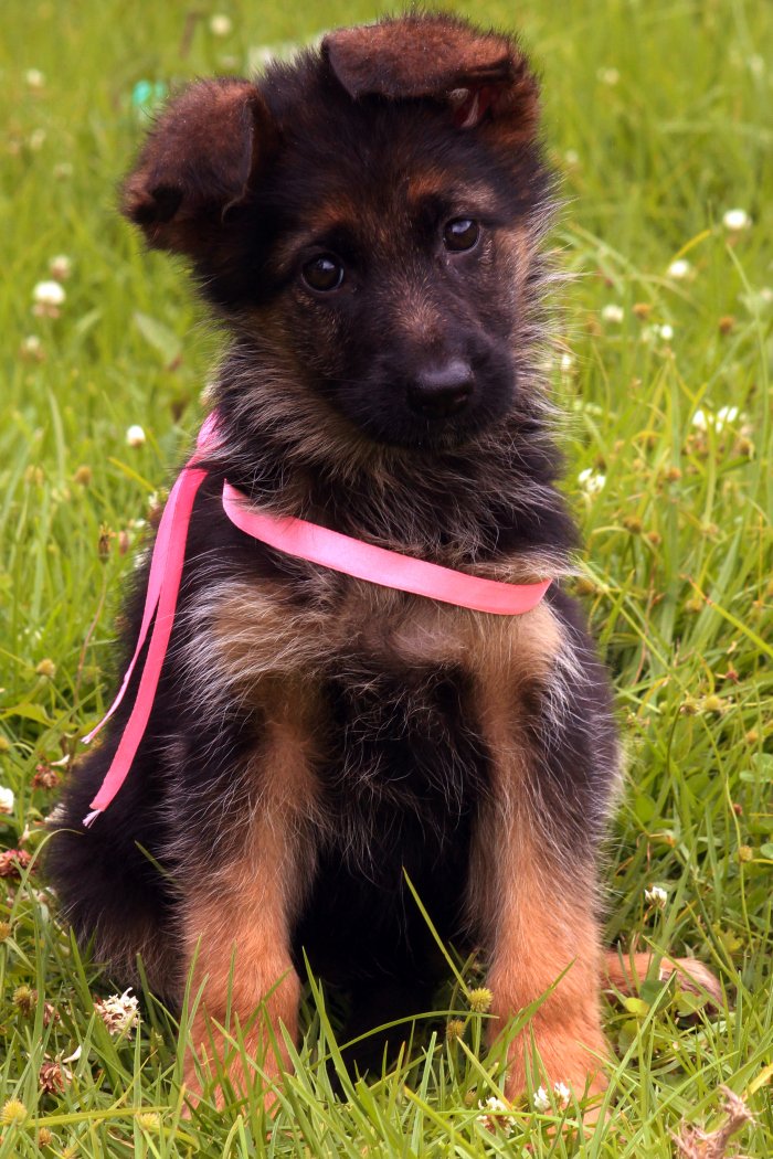DogsIndia.com - German Shepherd Dog (GSD) - Siva, Ooty