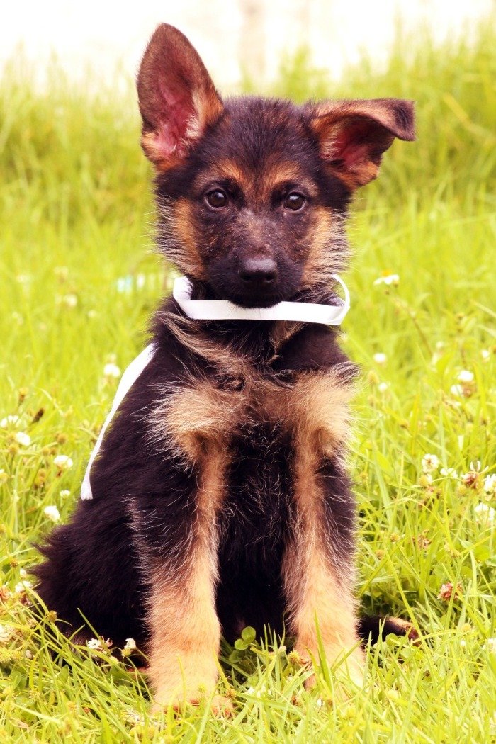 DogsIndia.com - German Shepherd Dog (GSD) - Siva, Ooty