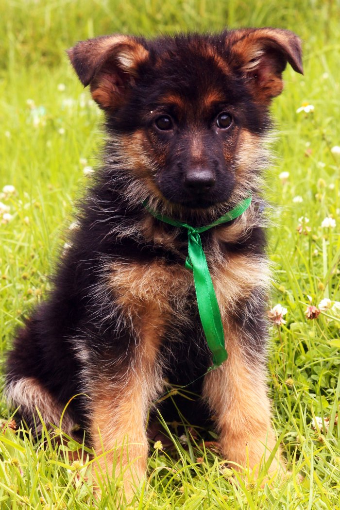 DogsIndia.com - German Shepherd Dog (GSD) - Siva, Ooty