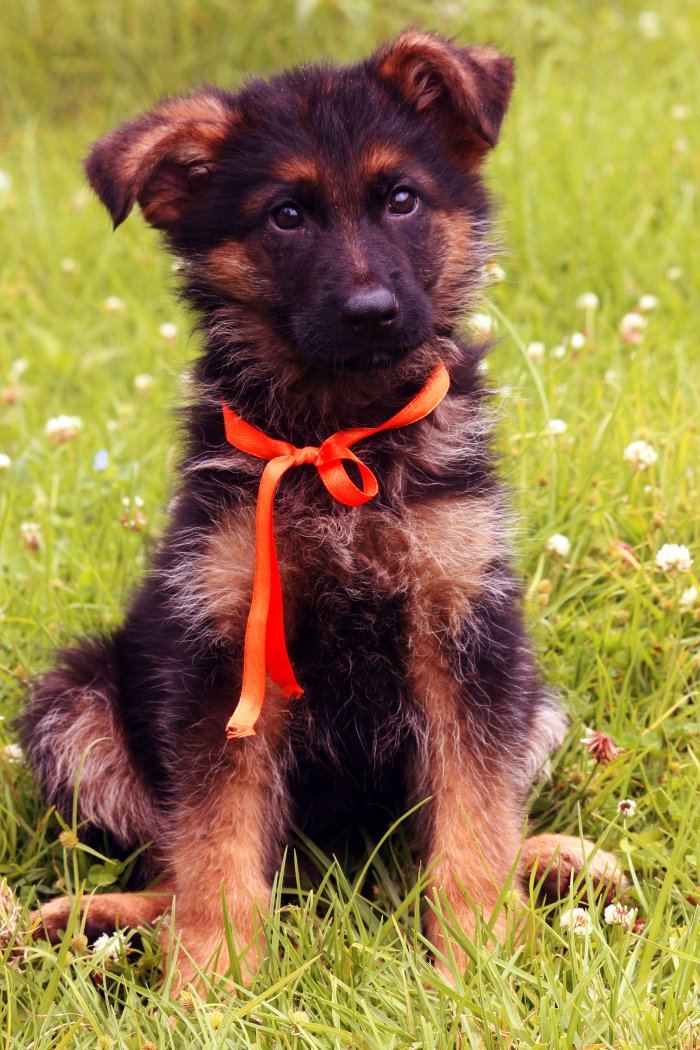 DogsIndia.com - German Shepherd Dog (GSD) - Siva, Ooty