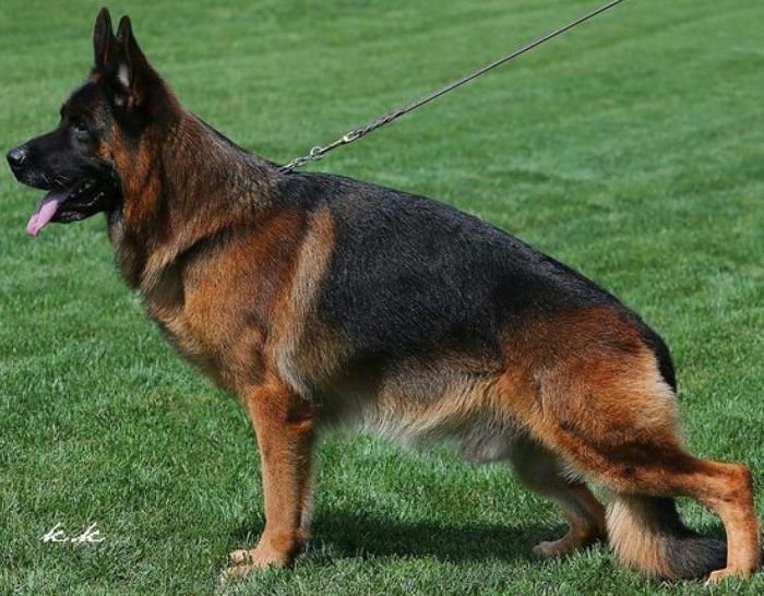DogsIndia.com - German Shepherd Dog (GSD) - Siva, Ooty