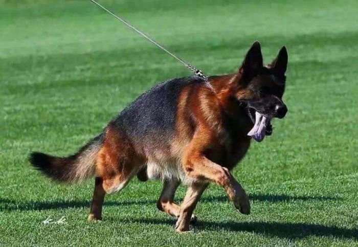 DogsIndia.com - German Shepherd Dog (GSD) - Siva, Ooty