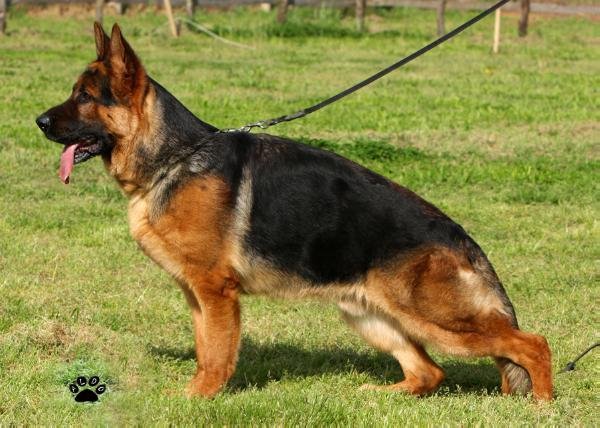 DogsIndia.com - German Shepherd Dog (GSD) - Siva, Ooty