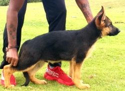DogsIndia.com - German Shepherd Dog (GSD) - Kennel Ballack