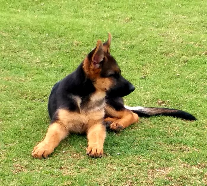 DogsIndia.com - German Shepherd Dog (GSD) - Kennel Ballack