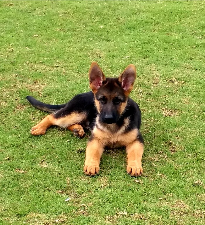 DogsIndia.com - German Shepherd Dog (GSD) - Kennel Ballack
