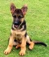 DogsIndia.com - German Shepherd Dog (GSD) - Kennel Ballack