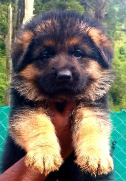 DogsIndia.com - German Shepherd Dog (GSD) - Siva, Ooty