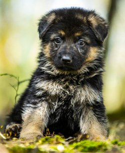 DogsIndia.com - German Shepherd Dog (GSD) - Siva, Ooty