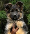 DogsIndia.com - German Shepherd Dog - Siva