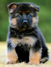 DogsIndia.com - GSD - Siva