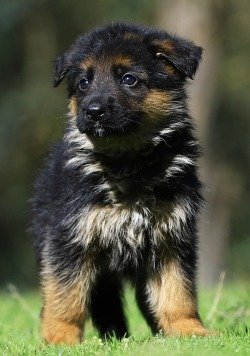 DogsIndia.com - GSD (German Shepherd Dog) - Siva