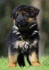 DogsIndia.com - GSD (German Shepherd Dog) - Siva