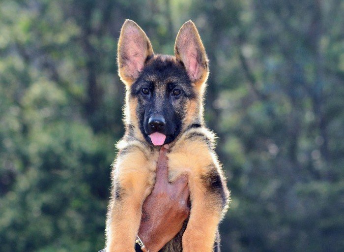 DogsIndia.com - German Shepherd Dog (GSD) - Siva, Ooty