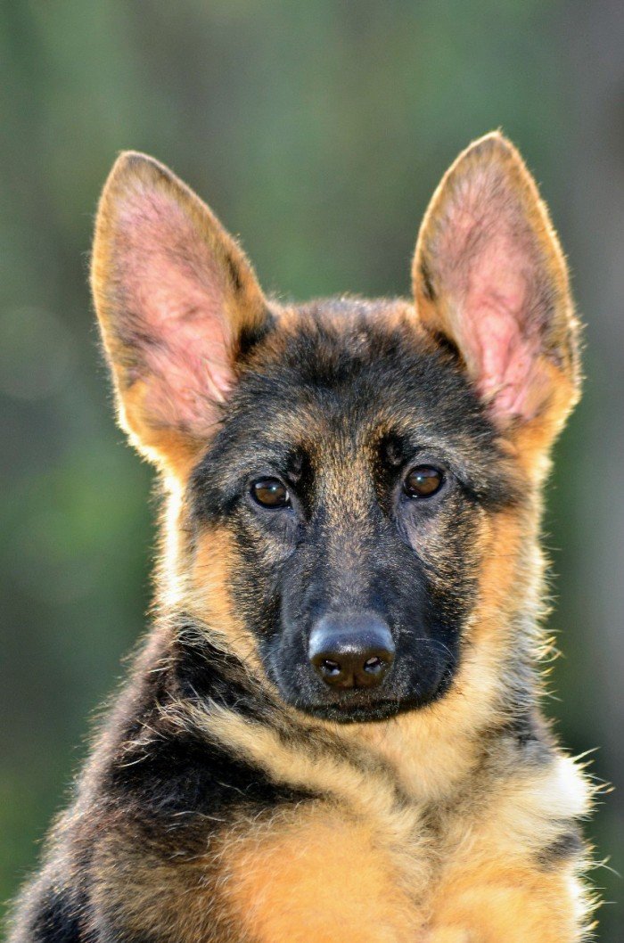 DogsIndia.com - German Shepherd Dog (GSD) - Siva, Ooty