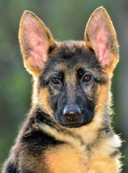 DogsIndia.com - German Shepherd Dog (GSD) - Siva, Ooty