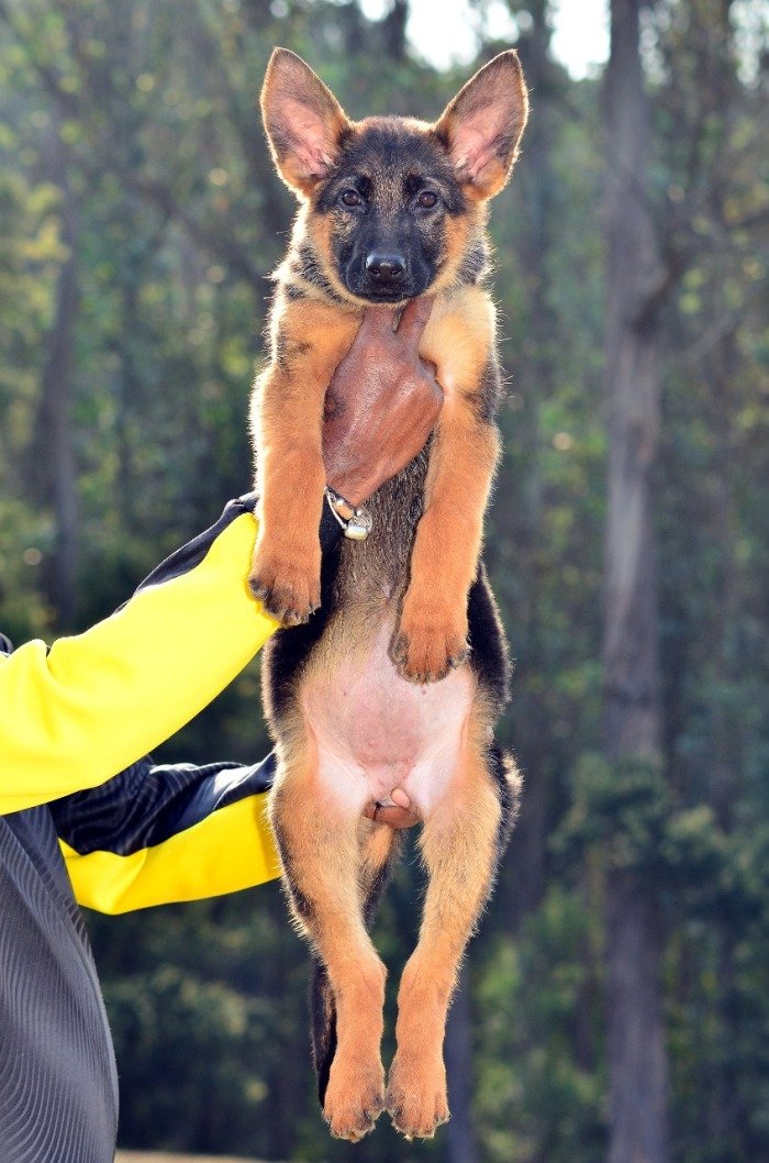 DogsIndia.com - German Shepherd Dog (GSD) - Siva, Ooty