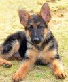 DogsIndia.com - German Shepherd Dog (GSD) - Siva, Ooty