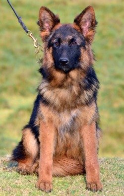 DogsIndia.com - German Shepherd Dog (GSD) - Siva, Ooty