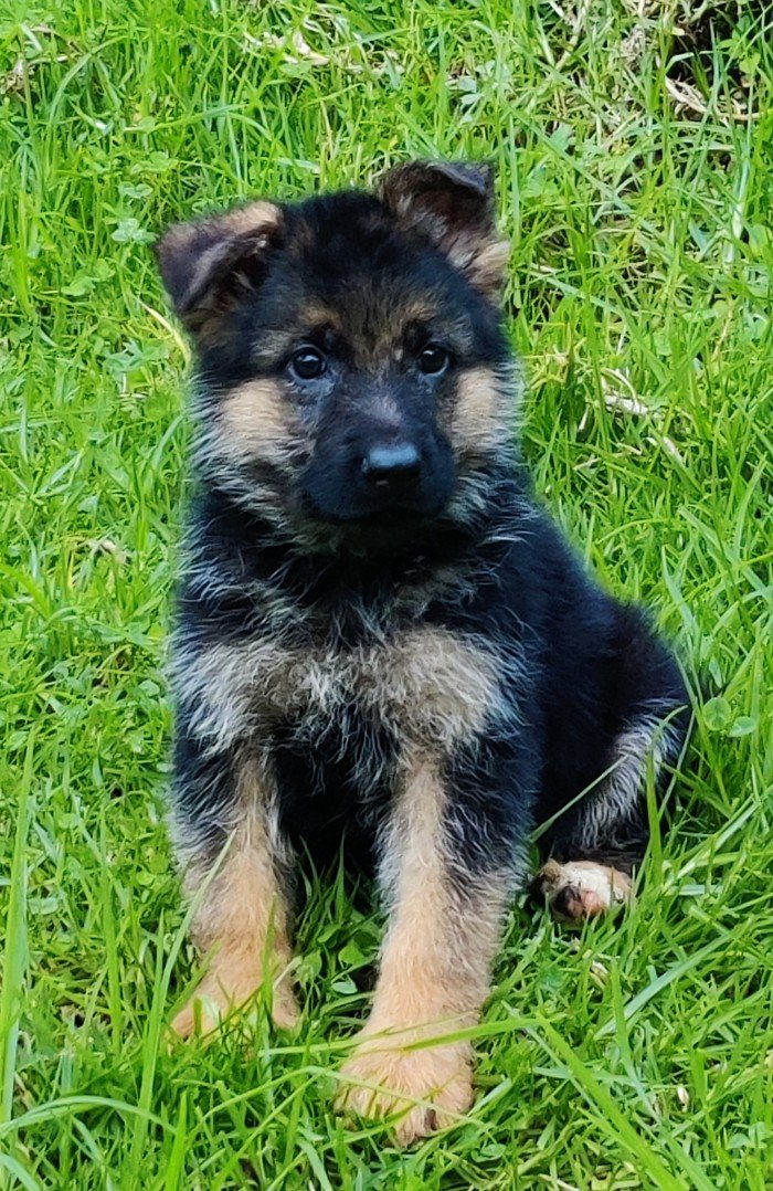 DogsIndia.com - German Shepherd Dog (GSD) - Siva, Ooty