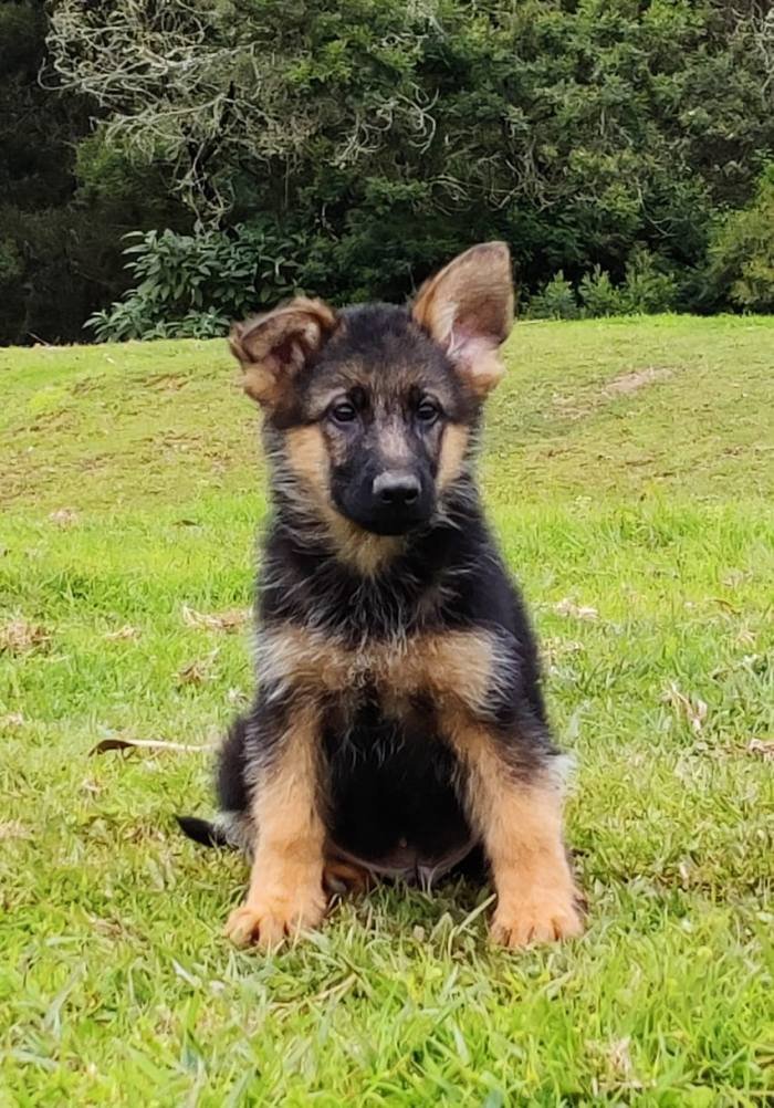 DogsIndia.com - German Shepherd Dog (GSD) - Siva, Ooty