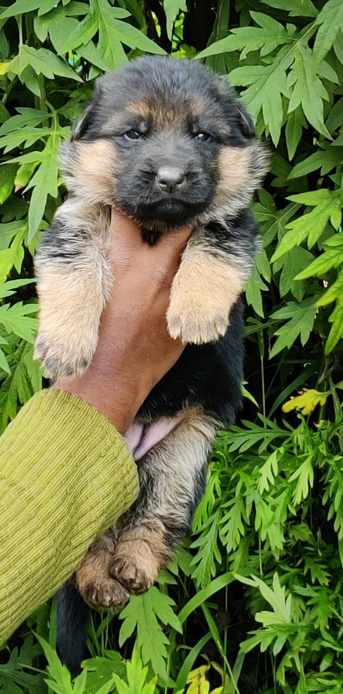 DogsIndia.com - German Shepherd Dog (GSD) - Siva, Ooty