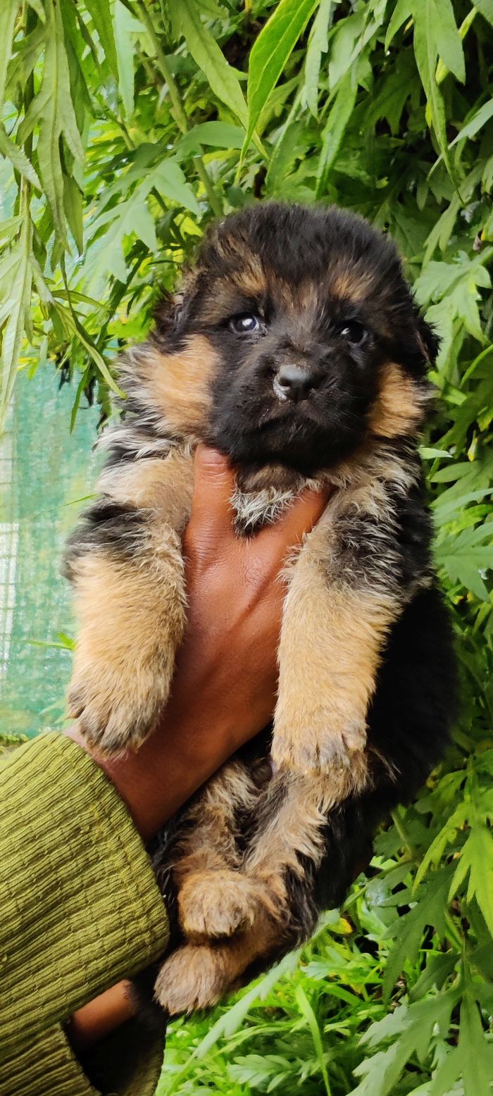 DogsIndia.com - German Shepherd Dog (GSD) - Siva, Ooty