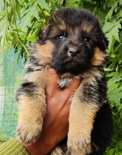 DogsIndia.com - German Shepherd Dog (GSD) - Siva, Ooty