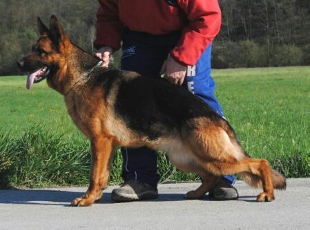 DogsIndia.com - German Shepherd Dog (GSD) - Kennel Ballack
