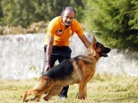 DogsIndia.com - German Shepherd Dog - Siva, Ooty