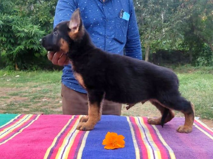 DogsIndia.com - GSD - German Shepherd - Subhiksha's Kennels