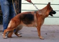 DogsIndia.com - GSD - Top Tier Kennel