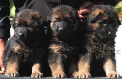 DogsIndia.com - GSD - Top Tier Kennel