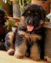 DogsIndia.com - GSD - Top Tier Kennel
