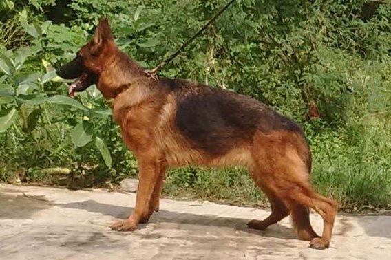 DogsIndia.com - German Shepherd Dog (GSD) - Urasland Kennel