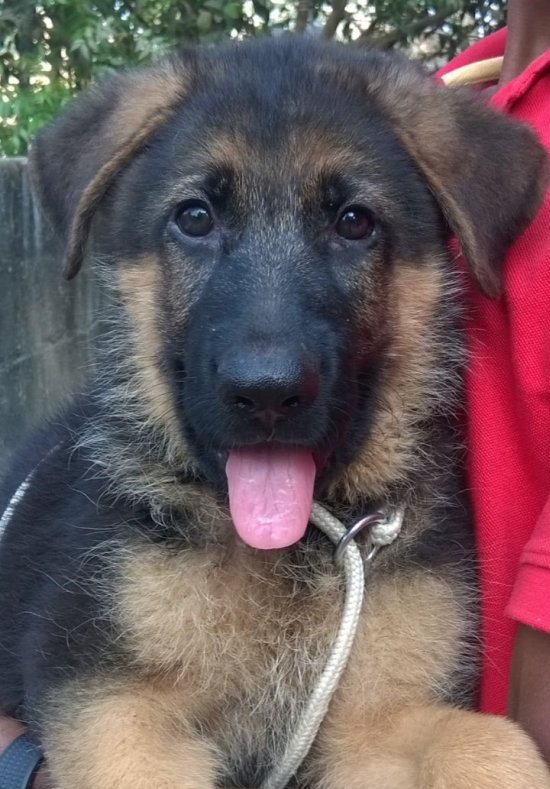 DogsIndia.com - German Shepherd Dog - GSD - Urasland