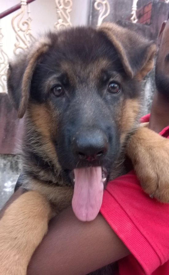 DogsIndia.com - German Shepherd Dog - GSD - Urasland