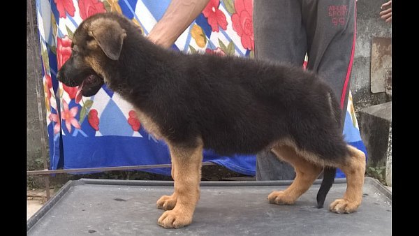 DogsIndia.com - German Shepherd Dog - GSD - Urasland