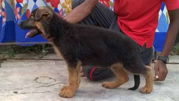DogsIndia.com - German Shepherd Dog - GSD - Urasland