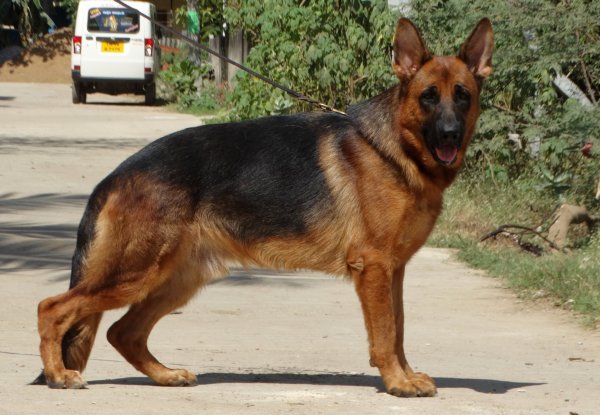 DogsIndia.com - German Shepherd Dog (GSD) - Urasland Kennel