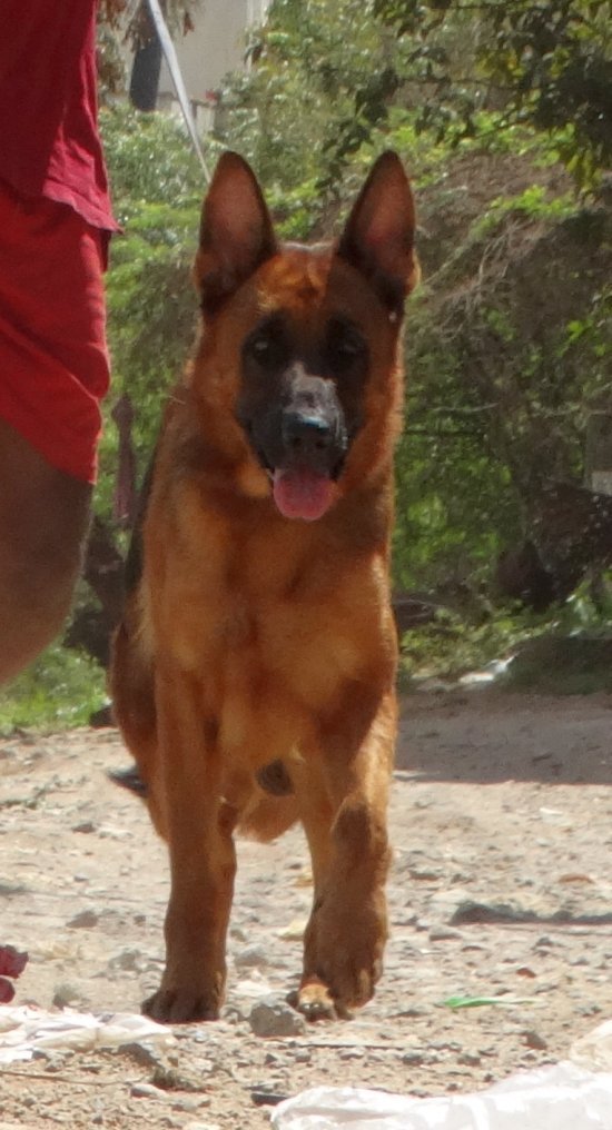 DogsIndia.com - German Shepherd Dog (GSD) - Urasland Kennel