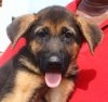 DogsIndia.com - German Shepherd Dog (GSD) - Urasland Kennel