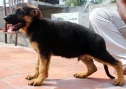 DogsIndia.com - German Shepherd Dog (GSD) - Urasland Kennel