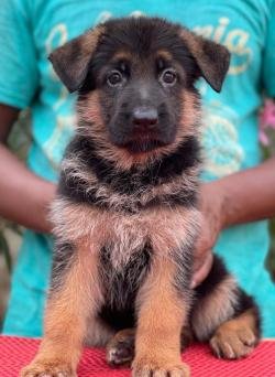 DogsIndia.com - GSD - Vemo Outriders