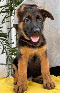 DogsIndia.com - GSD - Vemo Outriders