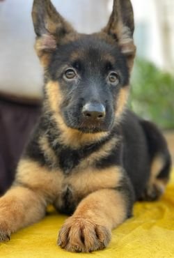DogsIndia.com - GSD - Vemo Outriders