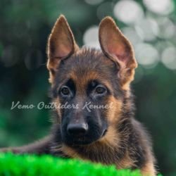 DogsIndia.com - GSD - Vemo Outriders
