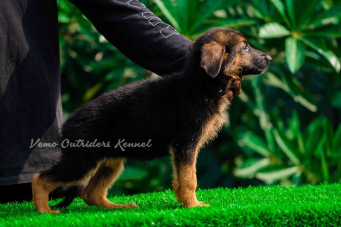 DogsIndia.com - GSD - Vemo Outriders Kenne